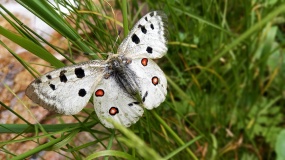 阿波罗蝴蝶图片